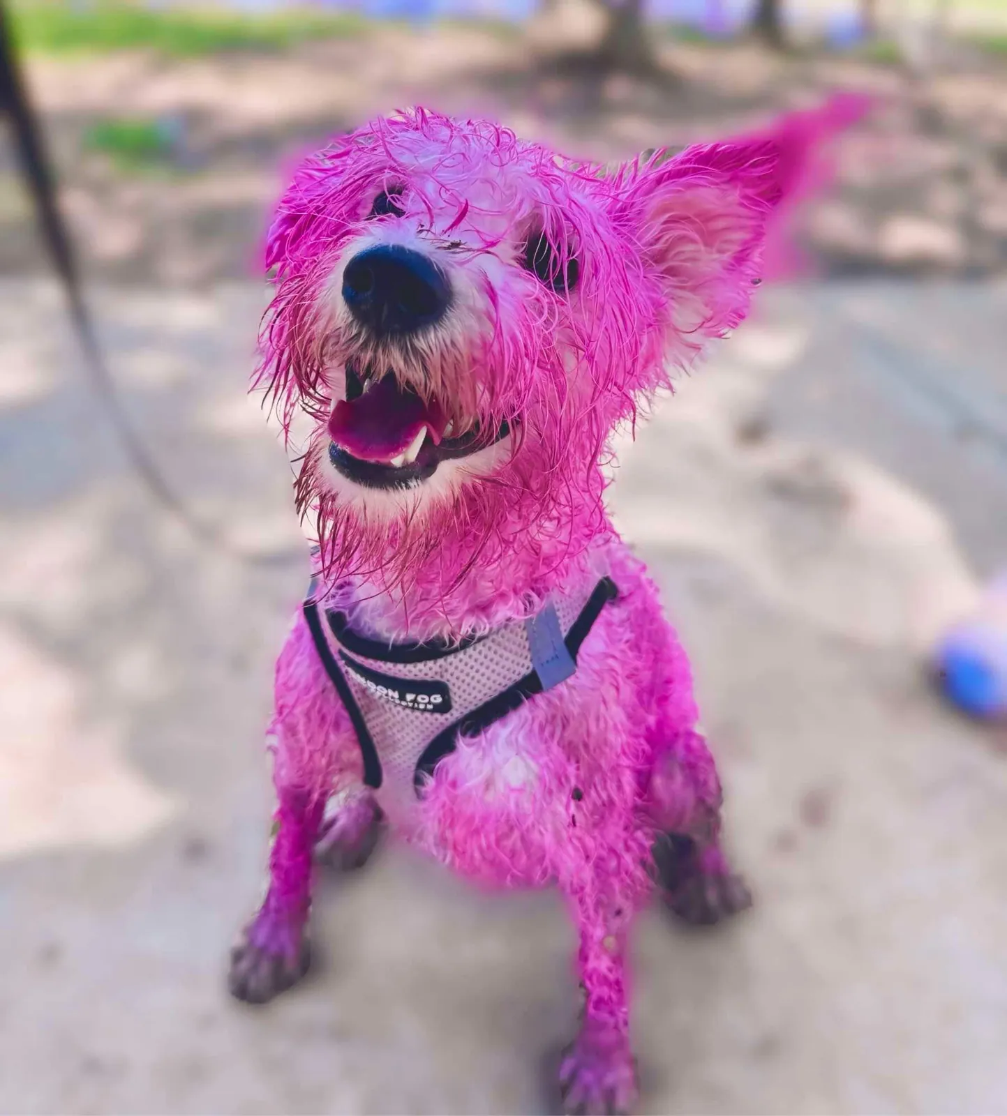 Even the pup joins the colored foam fun